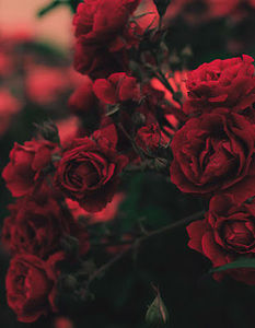 Meet your Posher, A'marie